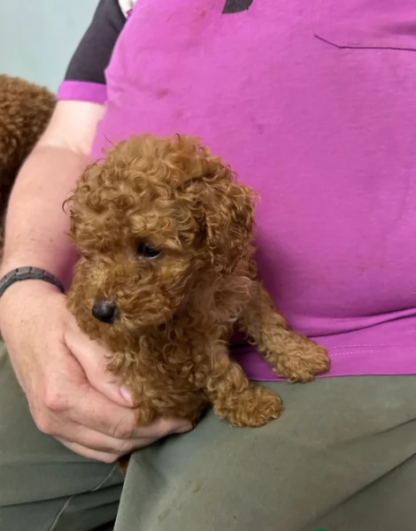 meraviglioso per adozione cuccioli di barboncini toy | Foto 2