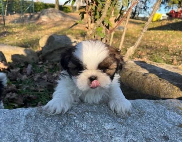 dolcissimi cuccioli di shih tzu mini toy per adozione | Foto 5