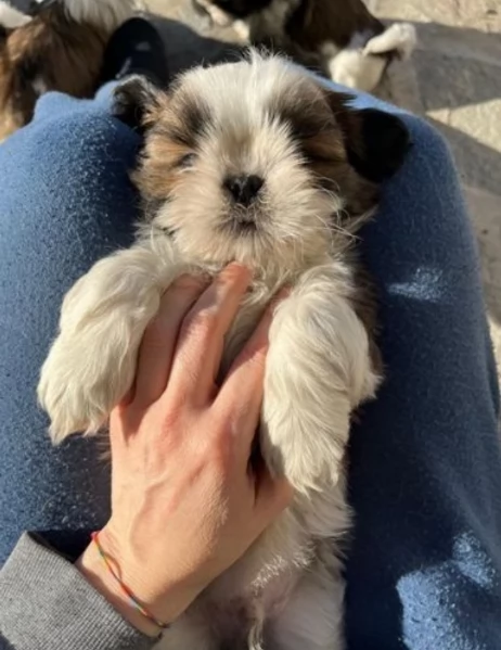 dolcissimi cuccioli di shih tzu mini toy per adozione | Foto 4