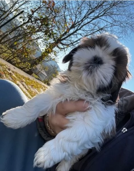 dolcissimi cuccioli di shih tzu mini toy per adozione | Foto 0