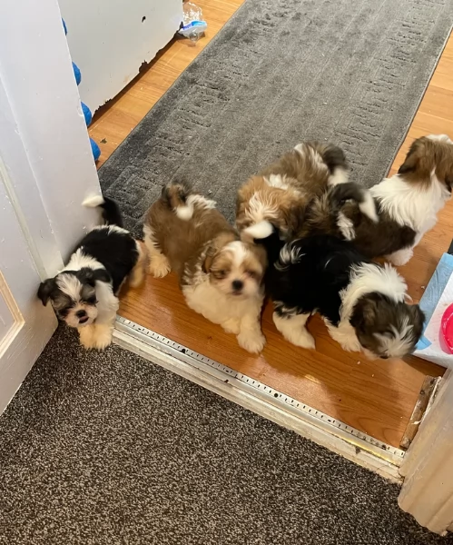 dolcissimi cuccioli di shih tzu mini toy per adozione | Foto 3
