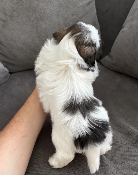 dolcissimi cuccioli di shih tzu mini toy per adozione | Foto 1