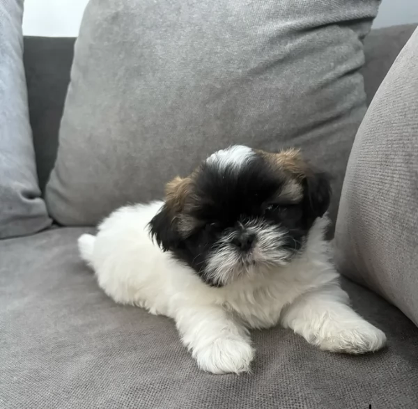 dolcissimi cuccioli di shih tzu mini toy per adozione | Foto 0