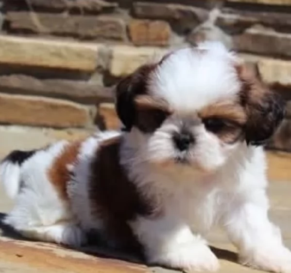 dolcissimi cuccioli di shih tzu mini toy per adozione | Foto 2