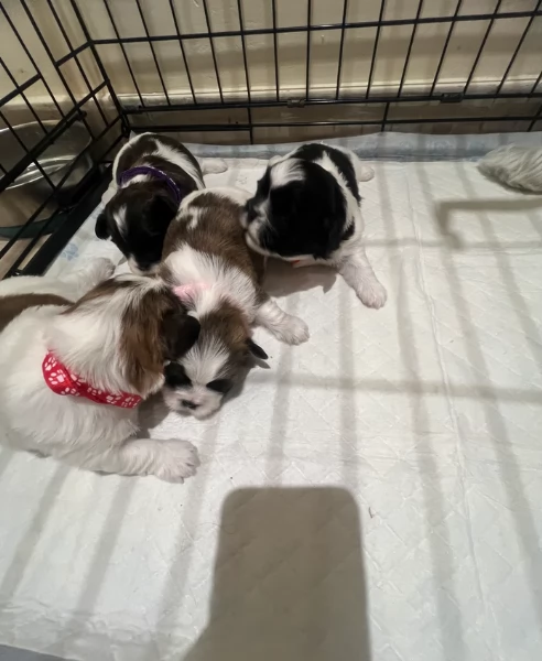 dolcissimi cuccioli di shih tzu mini toy per adozione | Foto 3