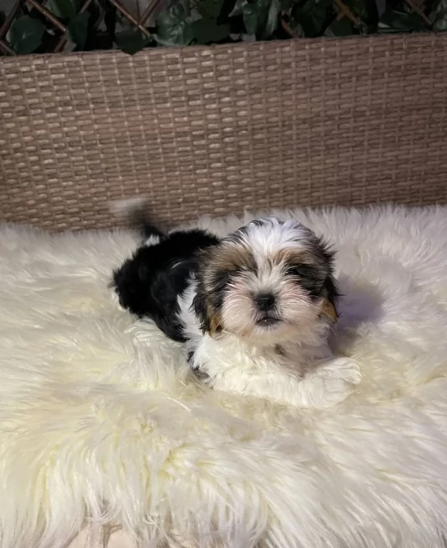 dolcissimi cuccioli di shih tzu mini toy per adozione | Foto 5