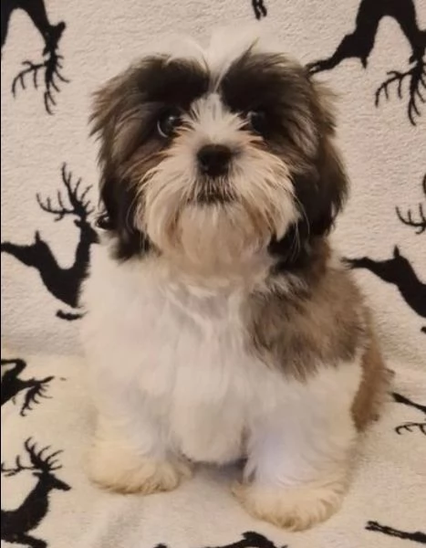 dolcissimi cuccioli di shih tzu mini toy per adozione