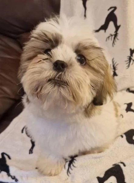 dolcissimi cuccioli di shih tzu mini toy per adozione | Foto 4