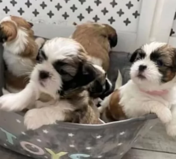 dolcissimi cuccioli di shih tzu mini toy per adozione | Foto 4