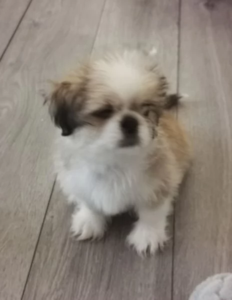 dolcissimi cuccioli di shih tzu mini toy per adozione | Foto 4