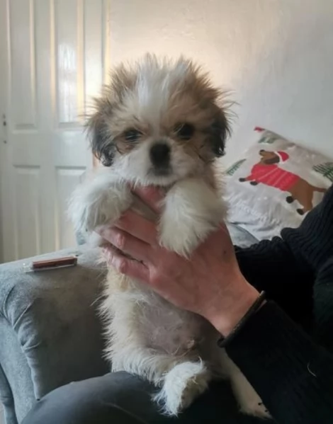 dolcissimi cuccioli di shih tzu mini toy per adozione | Foto 2