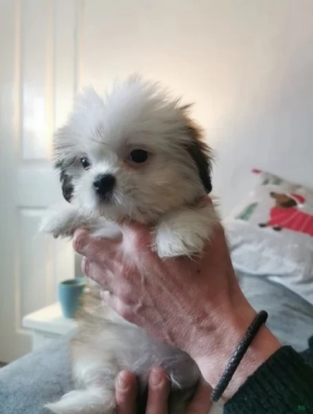 dolcissimi cuccioli di shih tzu mini toy per adozione | Foto 0