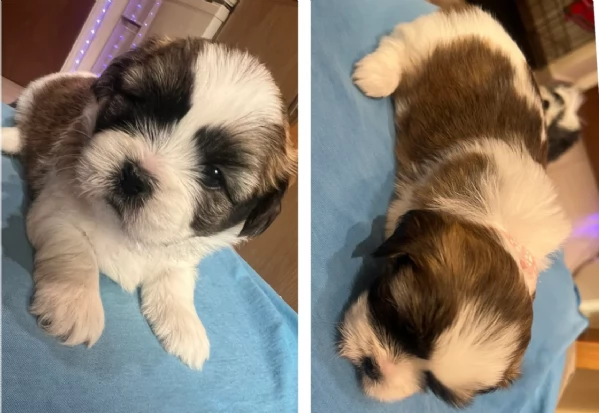 dolcissimi cuccioli di shih tzu mini toy per adozione | Foto 6