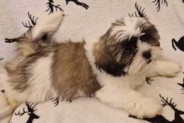 dolcissimi cuccioli di shih tzu mini toy per adozione | Foto 0