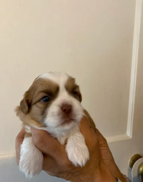 dolcissimi cuccioli di shih tzu mini toy per adozione | Foto 4