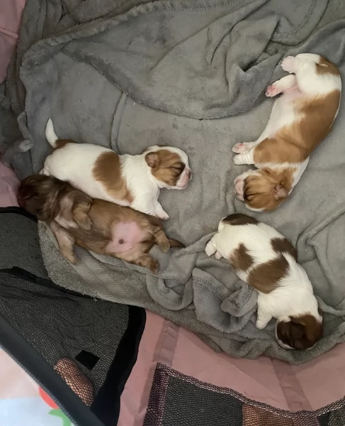 dolcissimi cuccioli di shih tzu mini toy per adozione