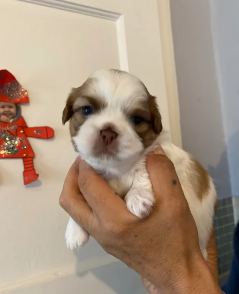 dolcissimi cuccioli di shih tzu mini toy per adozione | Foto 3