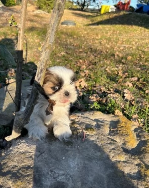 dolcissimi cuccioli di shih tzu mini toy per adozione | Foto 4