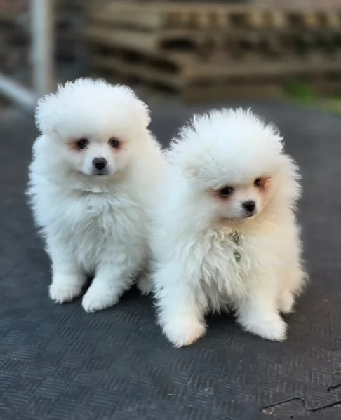 cucciolo di Pomeranian toy picola razza per adozione | Foto 0