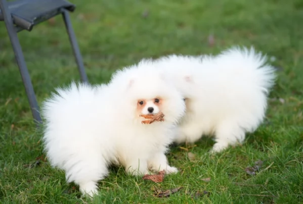 cucciolo di Pomeranian toy picola razza per adozione