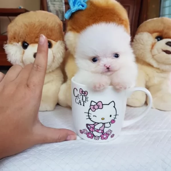 cucciolo di Pomeranian toy picola razza per adozione | Foto 4