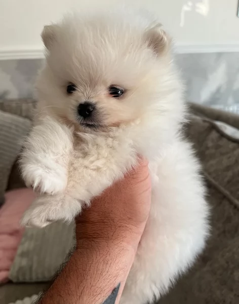 cucciolo di Pomeranian toy picola razza per adozione | Foto 0