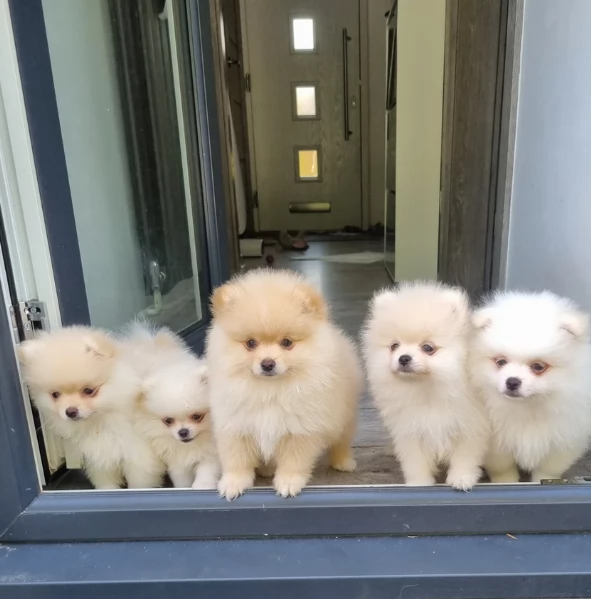 cucciolo di Pomeranian toy picola razza per adozione | Foto 4