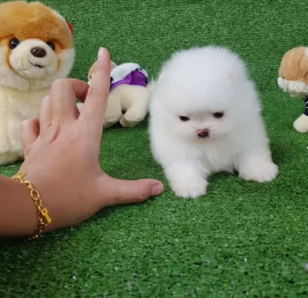 cucciolo di Pomeranian toy picola razza per adozione | Foto 3