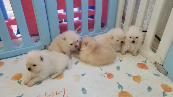 cucciolo di Pomeranian toy picola razza per adozione | Foto 4