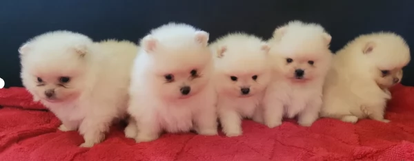 cucciolo di Pomeranian toy picola razza per adozione | Foto 2