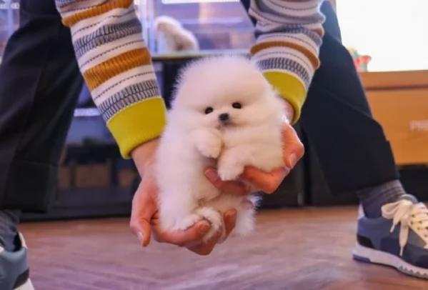 cucciolo di Pomeranian toy picola razza per adozione | Foto 0
