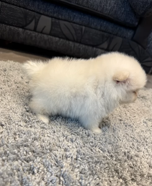 cucciolo di Pomeranian toy picola razza per adozione | Foto 1