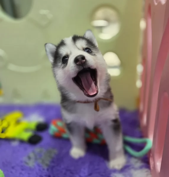 dolcissimi cuccioli di Husky per adozione | Foto 6