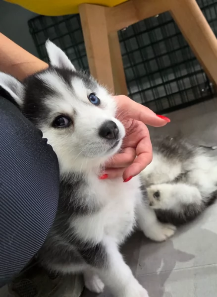 dolcissimi cuccioli di Husky per adozione | Foto 4