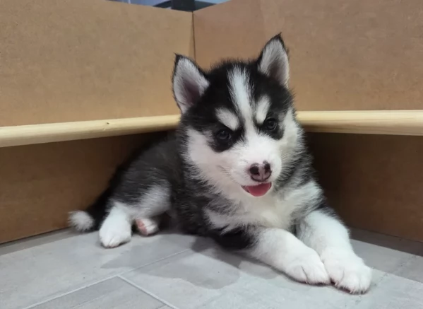 dolcissimi cuccioli di Husky per adozione | Foto 1