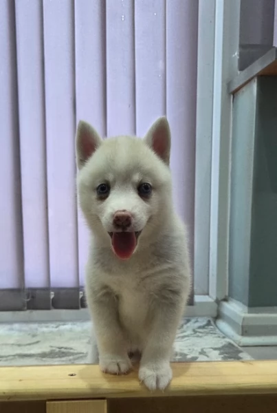 dolcissimi cuccioli di Husky per adozione | Foto 0