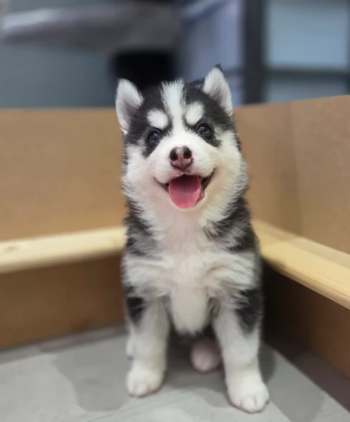 dolcissimi cuccioli di Husky per adozione | Foto 2