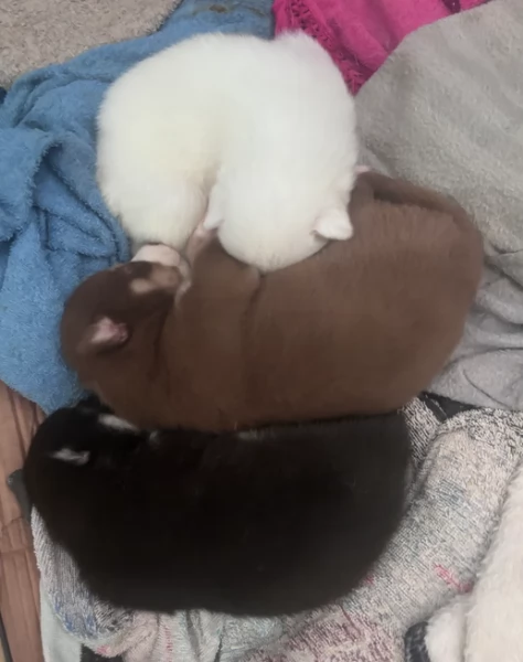 dolcissimi cuccioli di Husky per adozione | Foto 5