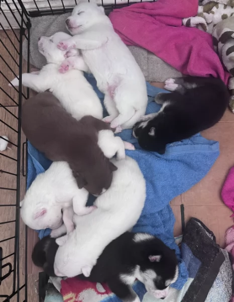 dolcissimi cuccioli di Husky per adozione | Foto 1