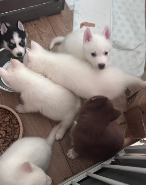 dolcissimi cuccioli di Husky per adozione | Foto 0