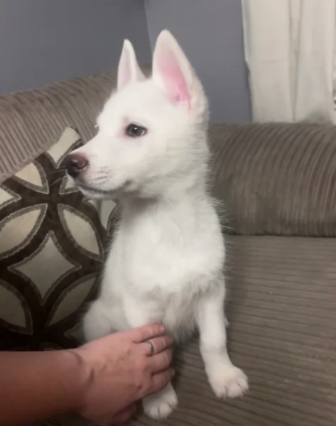 dolcissimi cuccioli di Husky per adozione | Foto 2