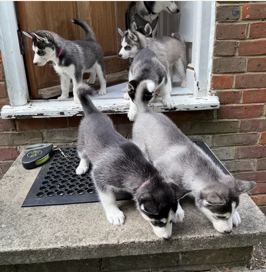 dolcissimi cuccioli di Husky per adozione | Foto 1