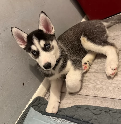dolcissimi cuccioli di Husky per adozione