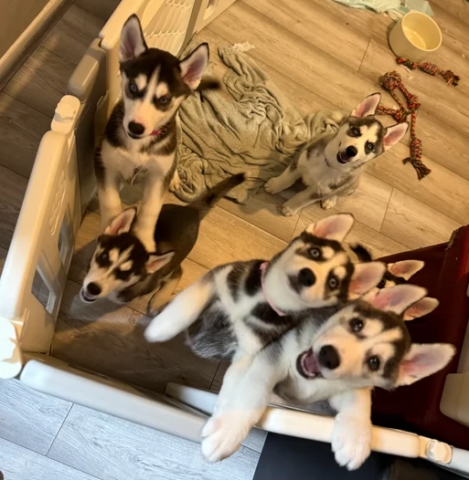 dolcissimi cuccioli di Husky per adozione | Foto 2