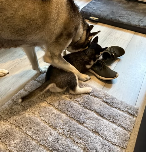 dolcissimi cuccioli di Husky per adozione | Foto 1