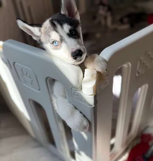 dolcissimi cuccioli di Husky per adozione | Foto 0