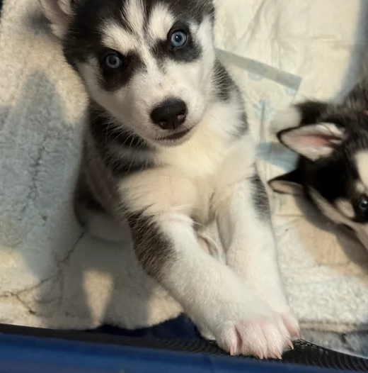 dolcissimi cuccioli di Husky per adozione | Foto 5