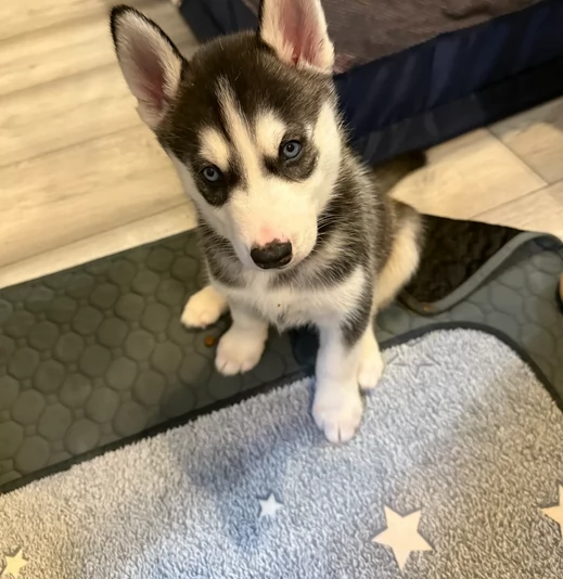 dolcissimi cuccioli di Husky per adozione