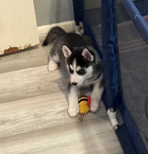 dolcissimi cuccioli di Husky per adozione | Foto 3