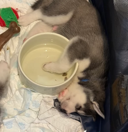dolcissimi cuccioli di Husky per adozione | Foto 1